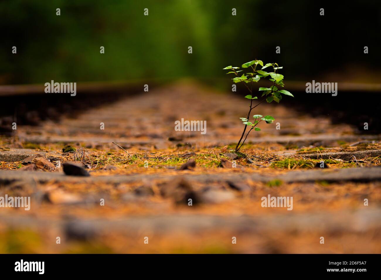 Young deciduous tree in the middle of an old disused track bed Stock Photo