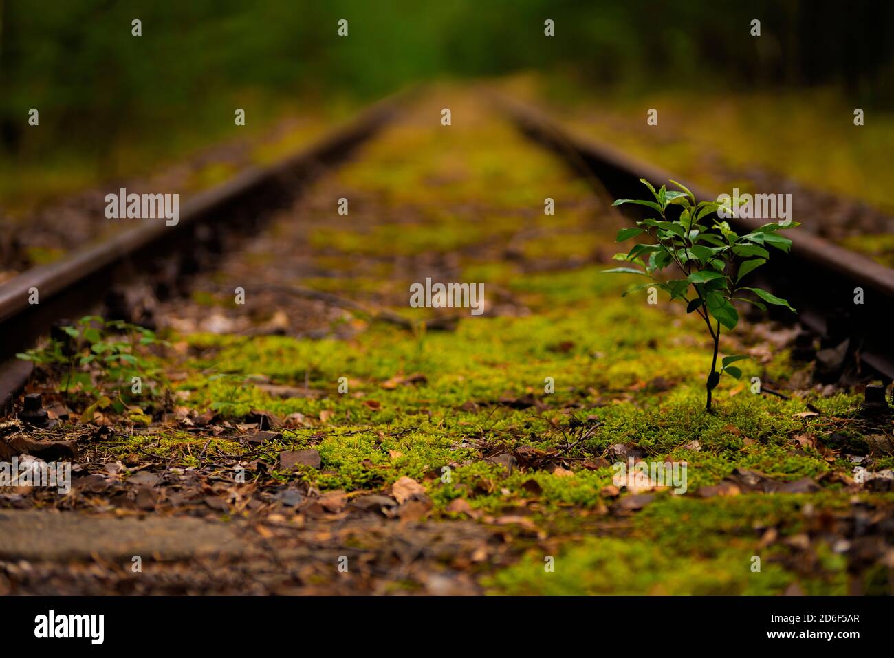 Young deciduous tree and moss in an old disused track bed Stock Photo