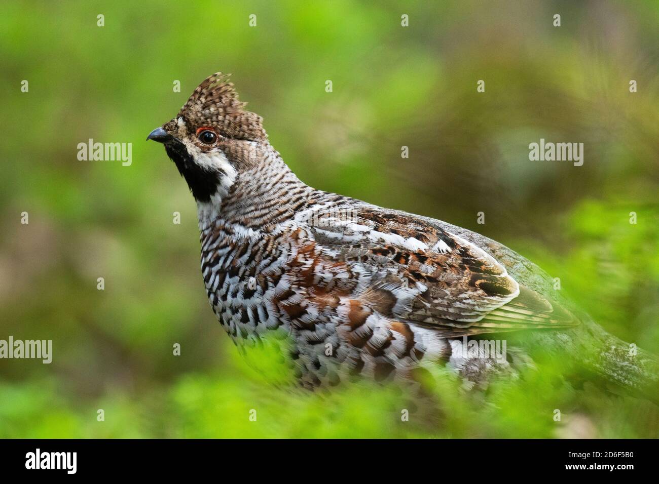 A male Hazel grouse (Tetrastes bonasia) with a raised crest feathers in a green, lush and old boreal forest during spring breeding season in Estonia, Stock Photo
