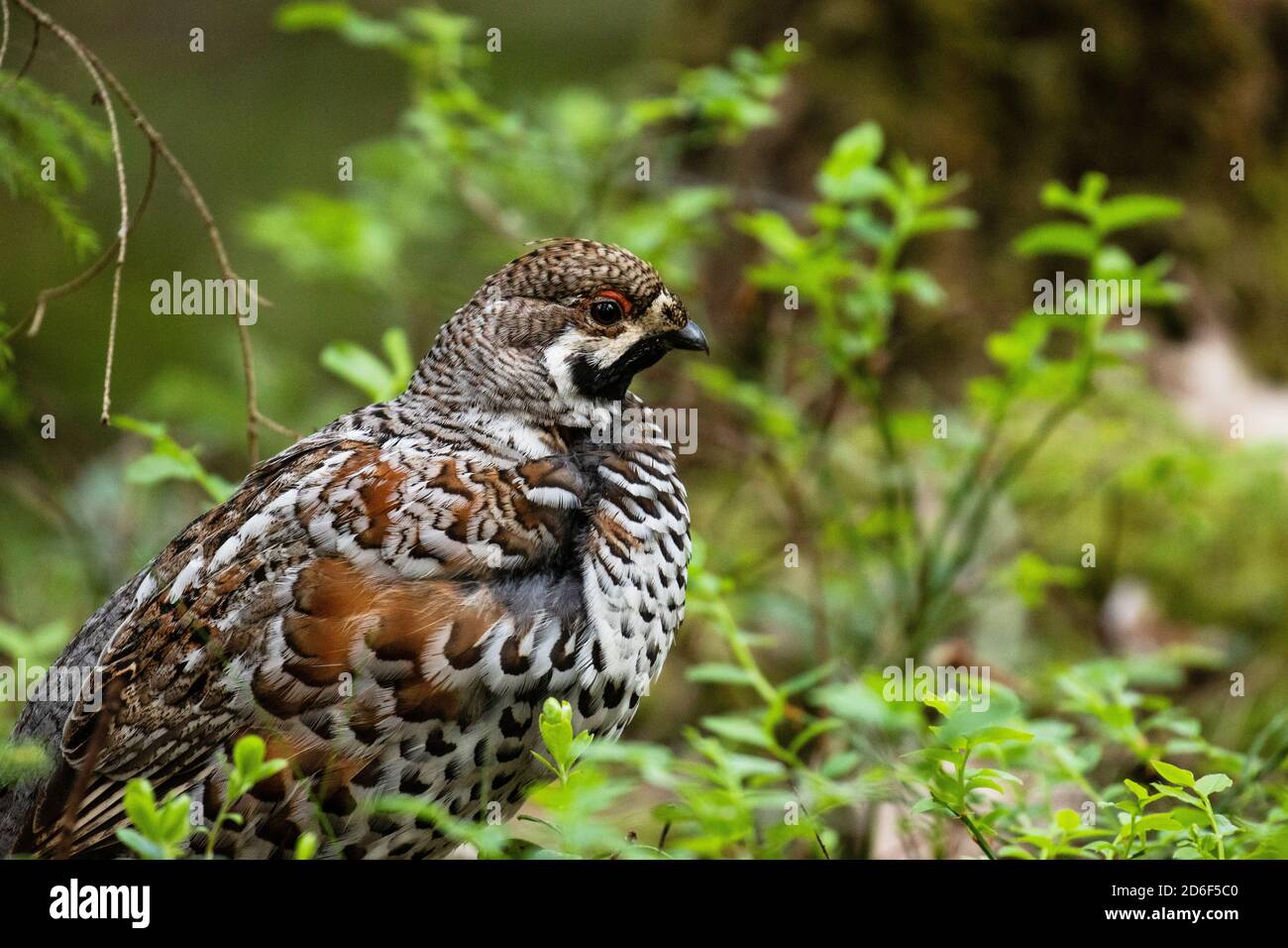 A male Hazel grouse, Tetrastes bonasia in a green, lush and old boreal forest during spring breeding season in Estonia, Northern Europe. Stock Photo