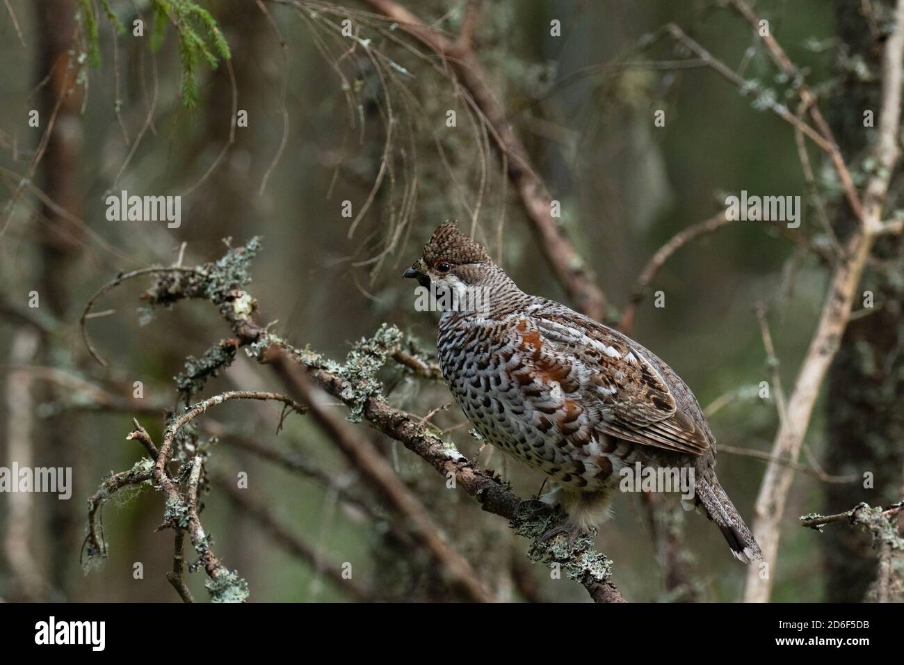 A male Hazel grouse (Tetrastes bonasia) with a raised crest feathers in a green, lush and old boreal forest during spring breeding season in Estonia, Stock Photo
