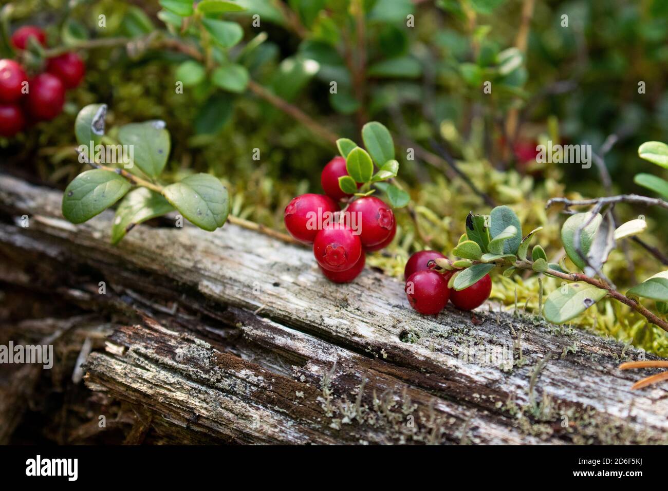 Fresh, edible and delicious cowberries / lingonberries (Vaccinium vitis-idaea) as northern delicacy in autumnal coniferous borel forest of Estonia, No Stock Photo