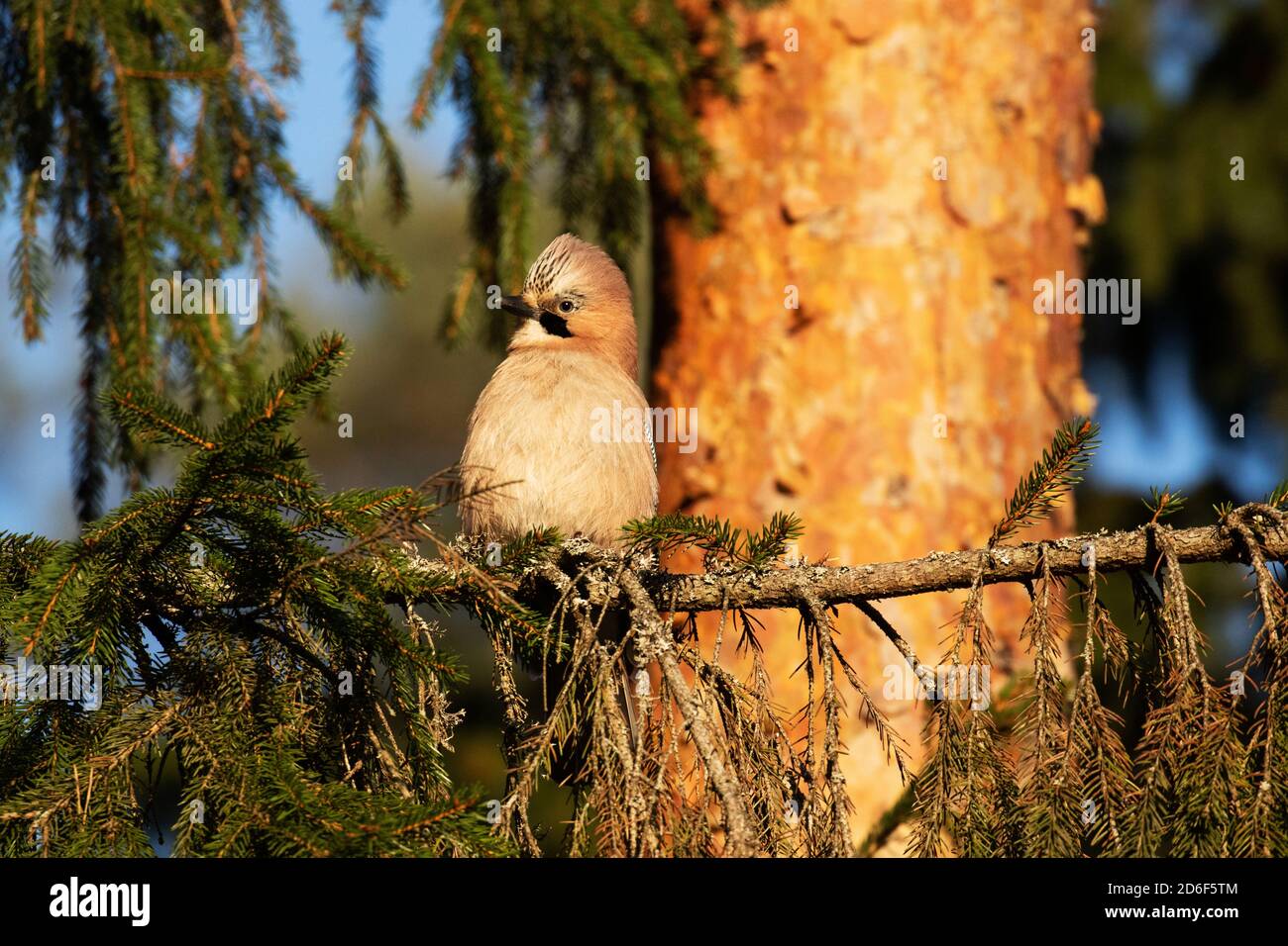 Puffed Eurasian jay, Garrulus glandarius perched on a spruce branch in autumnal boreal forest of Estonia, Northern Europe. Stock Photo