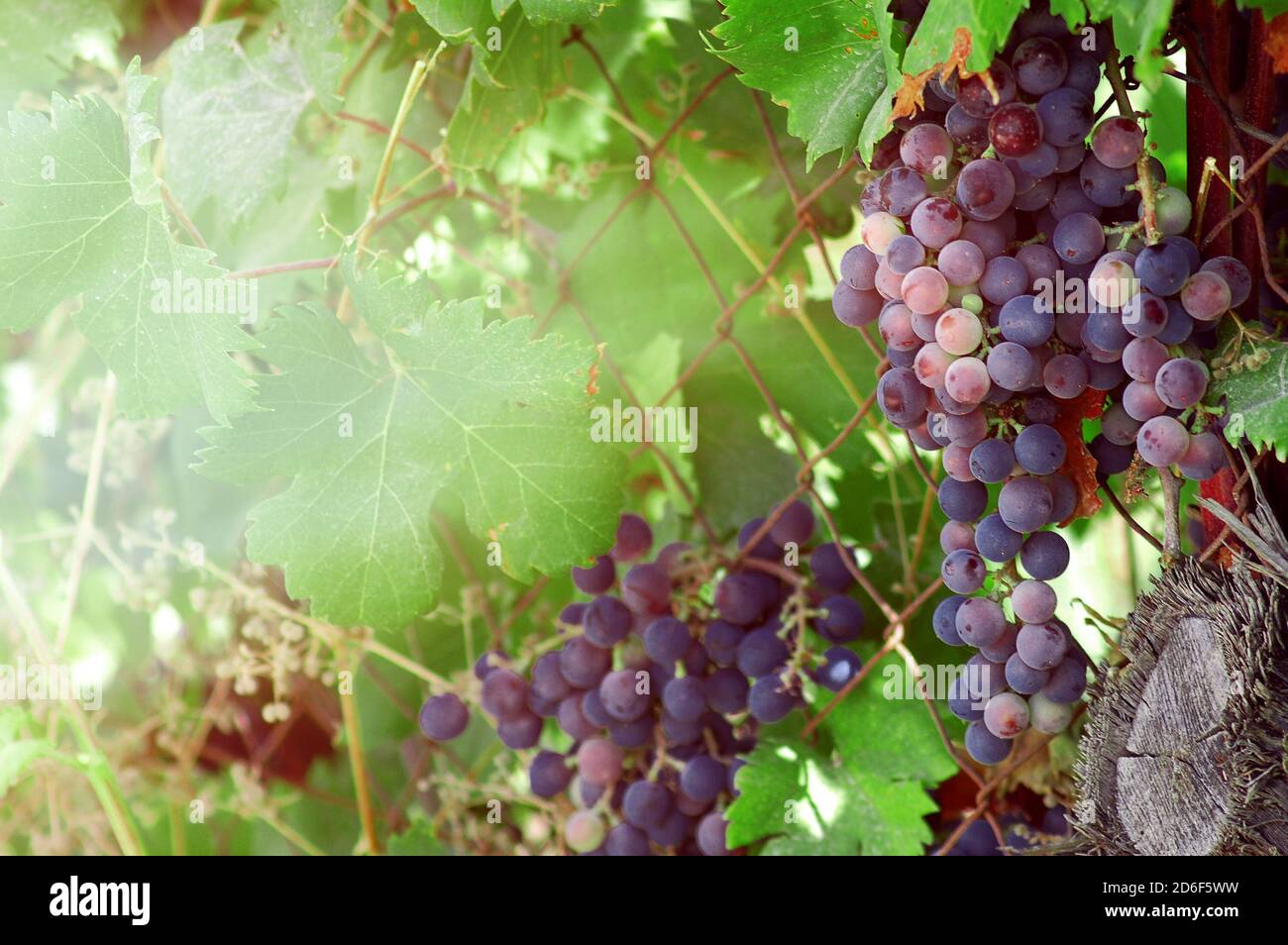 Close up of grapevine.A cluster of red wine grapes hanging from a vine on  the setting sun and mountain backdrop.Vine with berries and grape leaves on  Stock Photo - Alamy