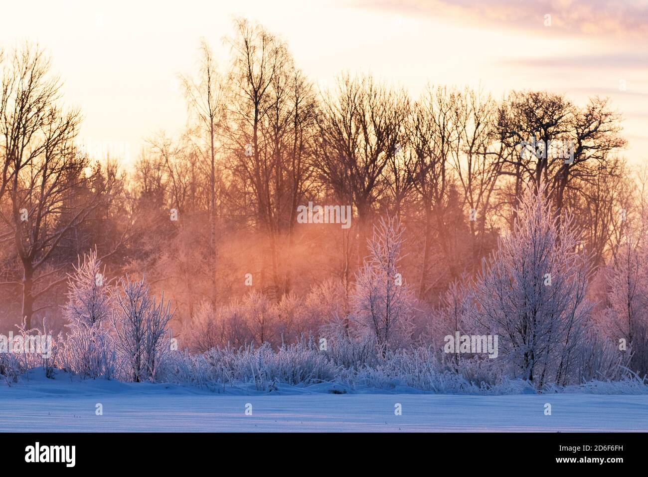 Stunning winter landscape during pink, foggy and frosty cold weather sunrise in a winter wonderland, Estonia, Northern Europe. Stock Photo