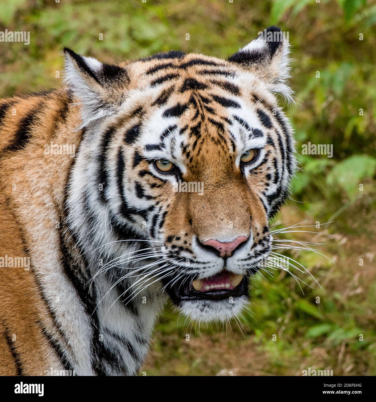 Portrait of a Siberian tiger or Amur tiger looking at you in Orsa Bear Park, Sweden. In August. The tiger is reddish-rusty, or rusty-yellow in colour, Stock Photo