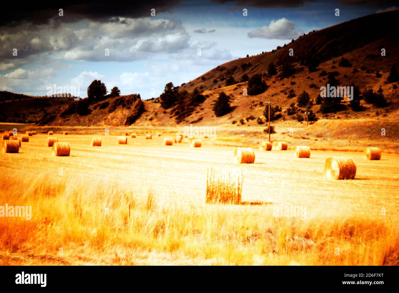 Hay Bale roles in Golden Landscape Stock Photo - Alamy