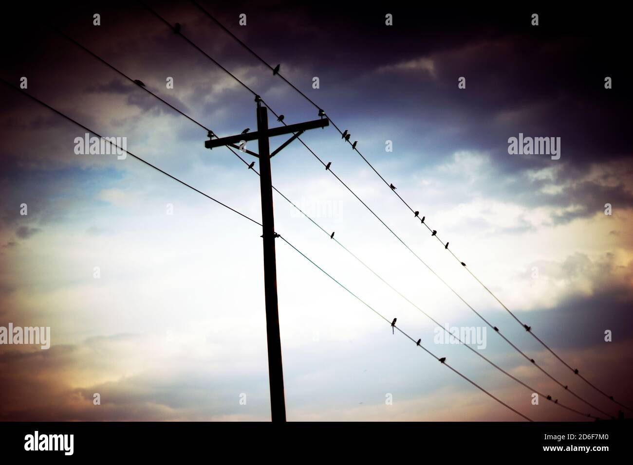 Birds Perched on Power Lines, Atmospheric Mood Stock Photo