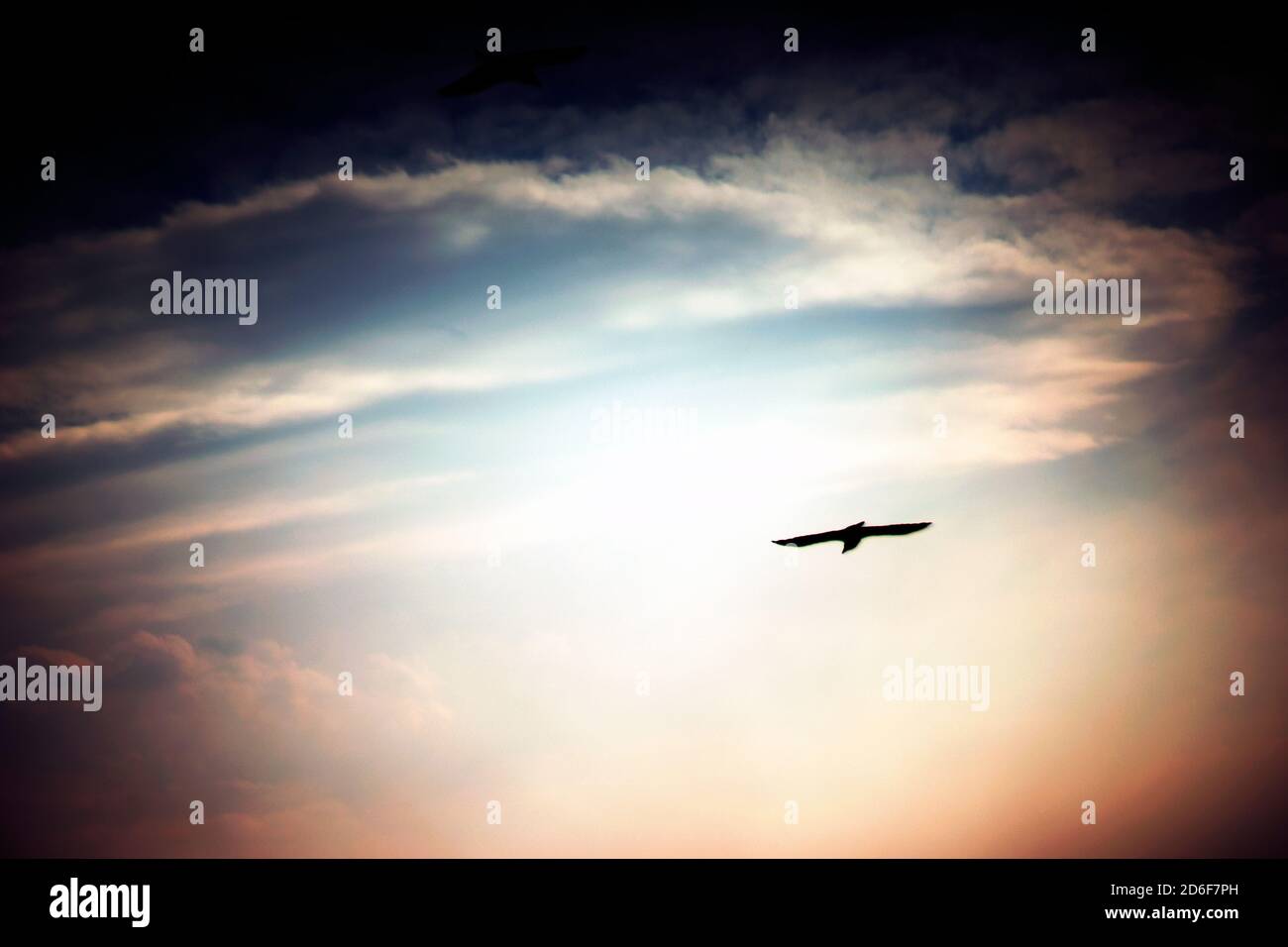 Bird of Prey soaring through Sky Stock Photo