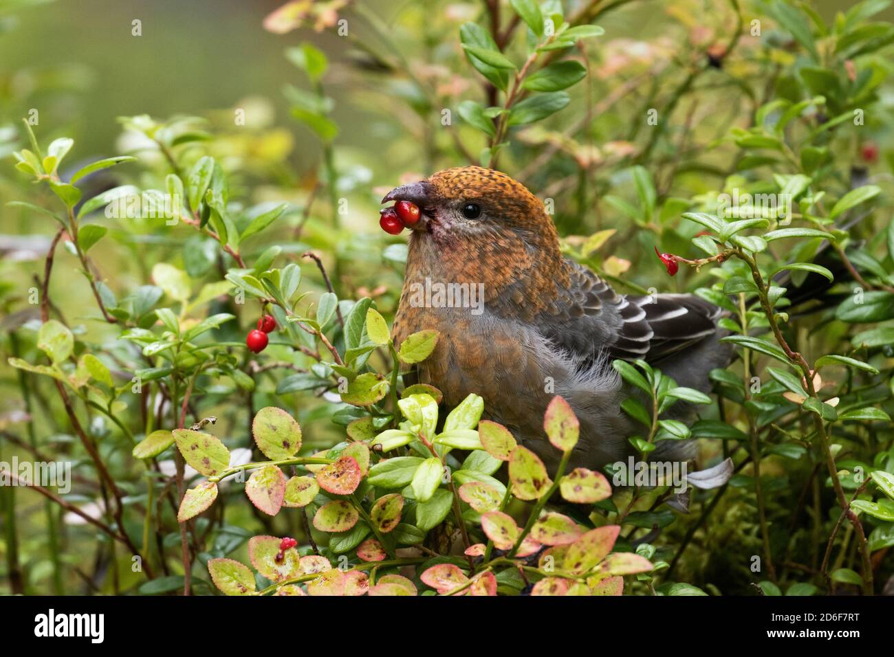 Northern songbird Pine grosbeak, Pinicola enucleator, in a taiga forest near Kuusamo, Northern Finland Stock Photo