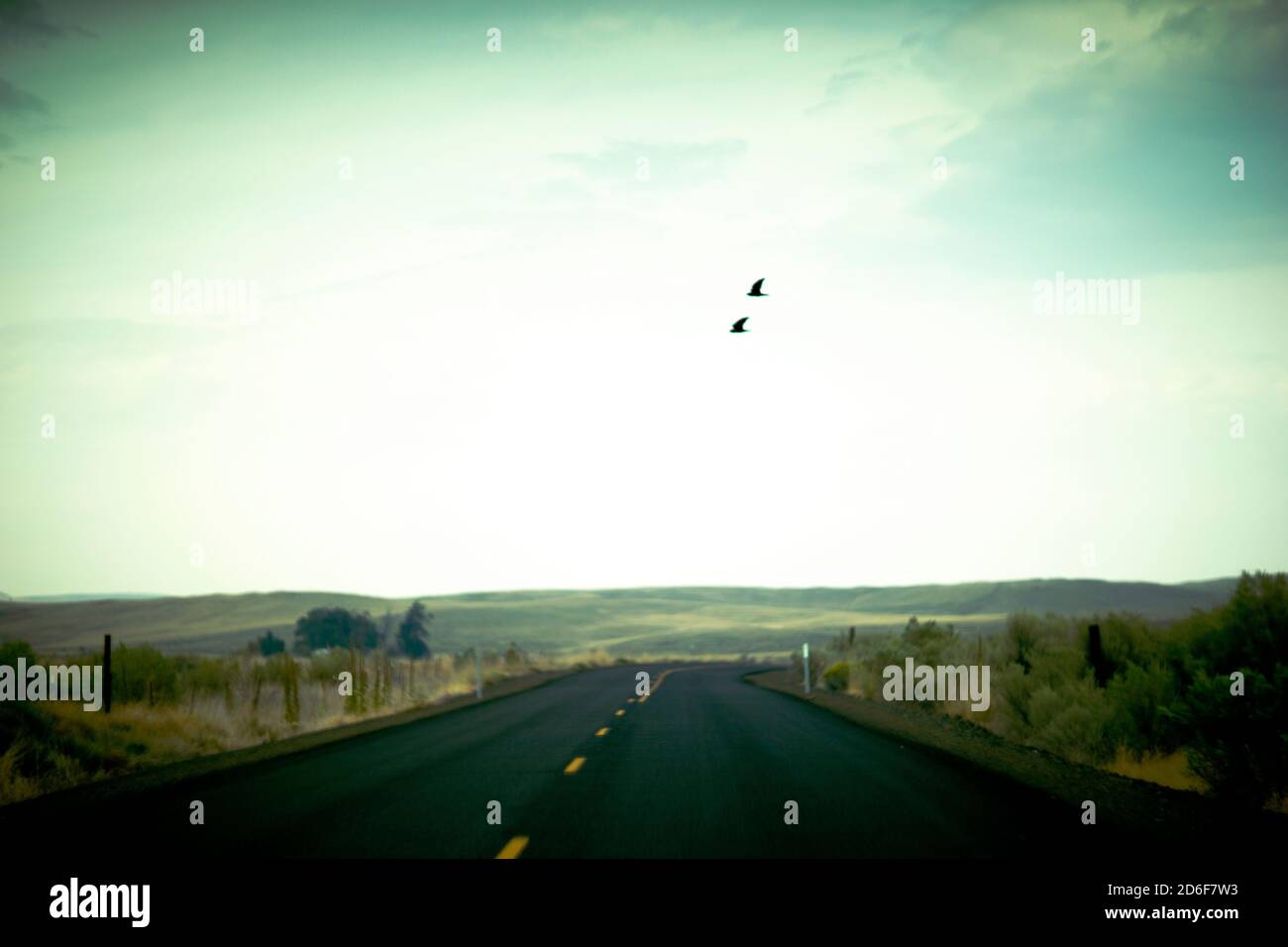 Two Birds flying over Rural Two-Lane Highway Stock Photo