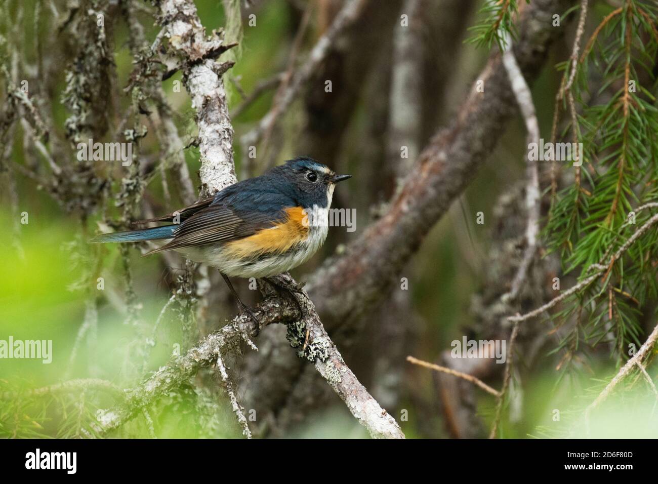 Red-flanked Bluetail – Wild Beijing 北京自然