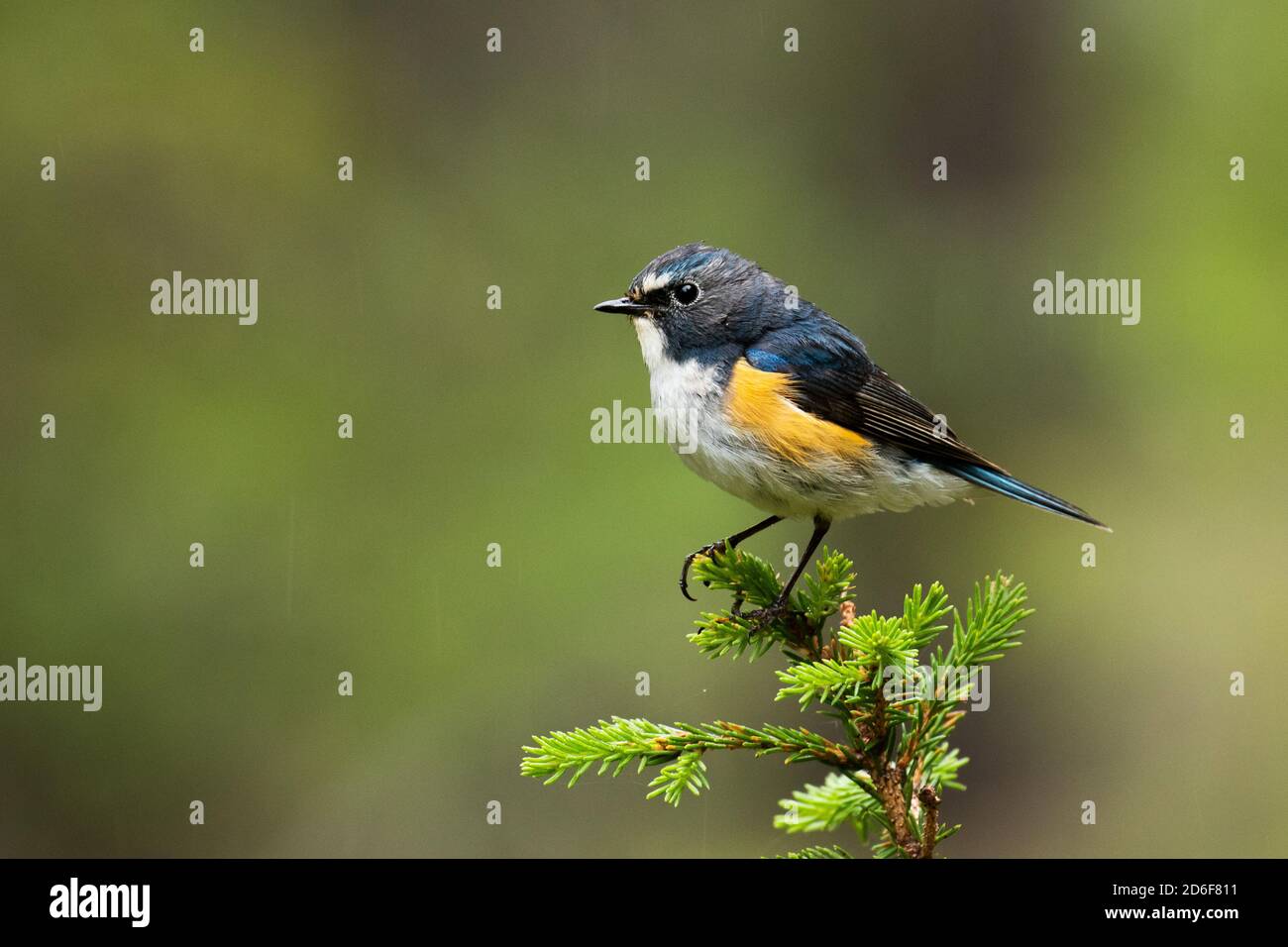 Red-flanked Bluetail population explodes in Finland - BirdGuides