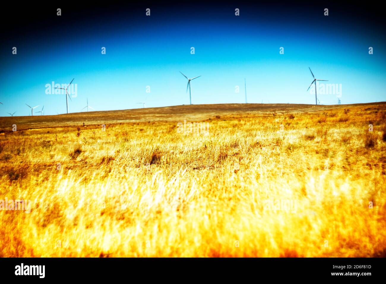 Golden Meadow with Wind Turbines on Horizon Stock Photo