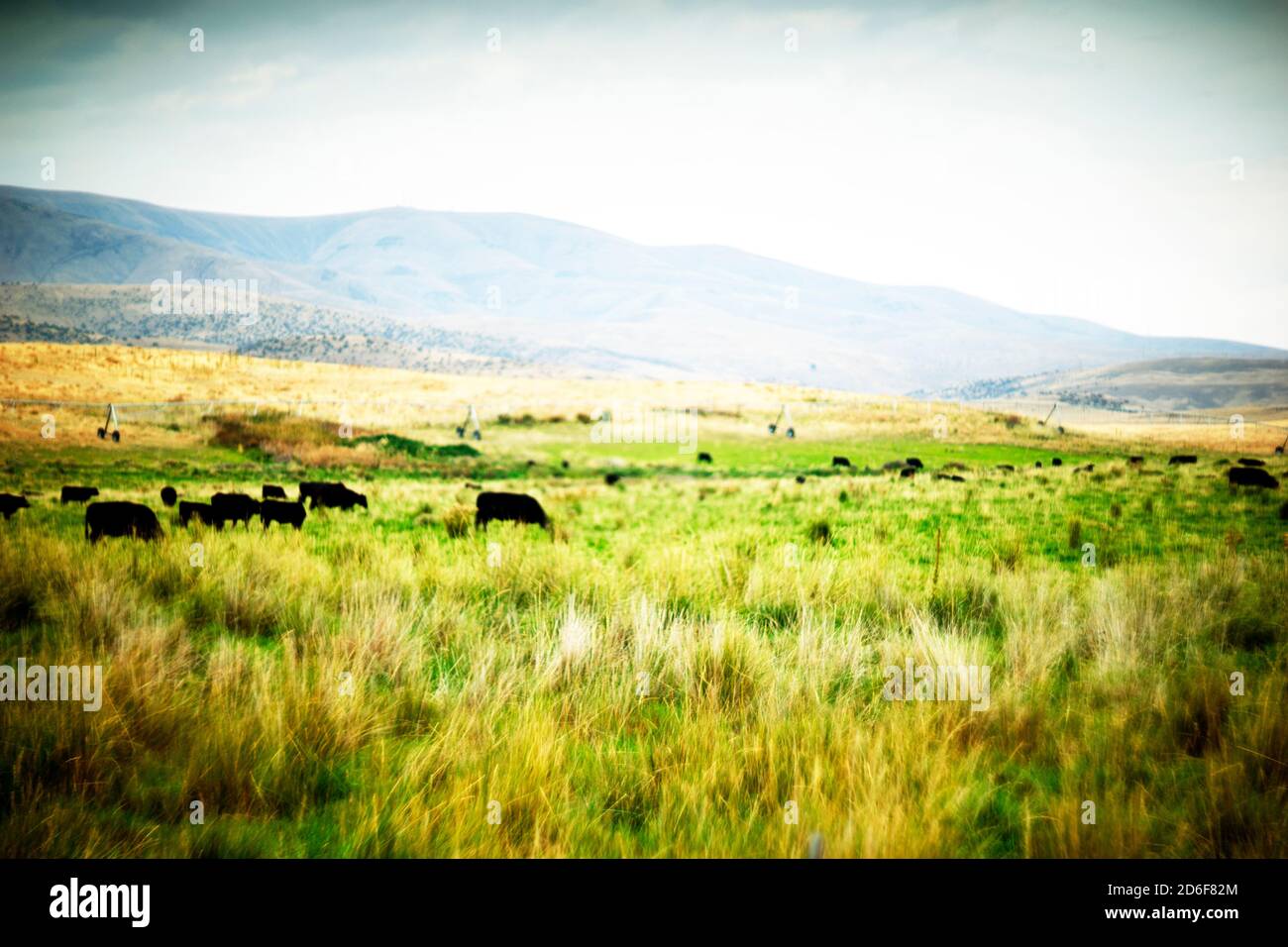 Cattle grazing in distant hi-res stock photography and images - Alamy