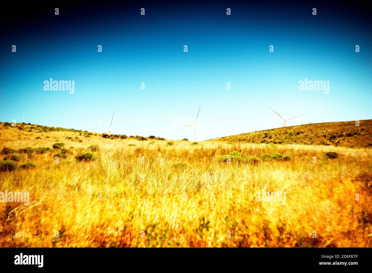 Golden Meadow with Wind Turbines in Background, Oregon, USA Stock Photo