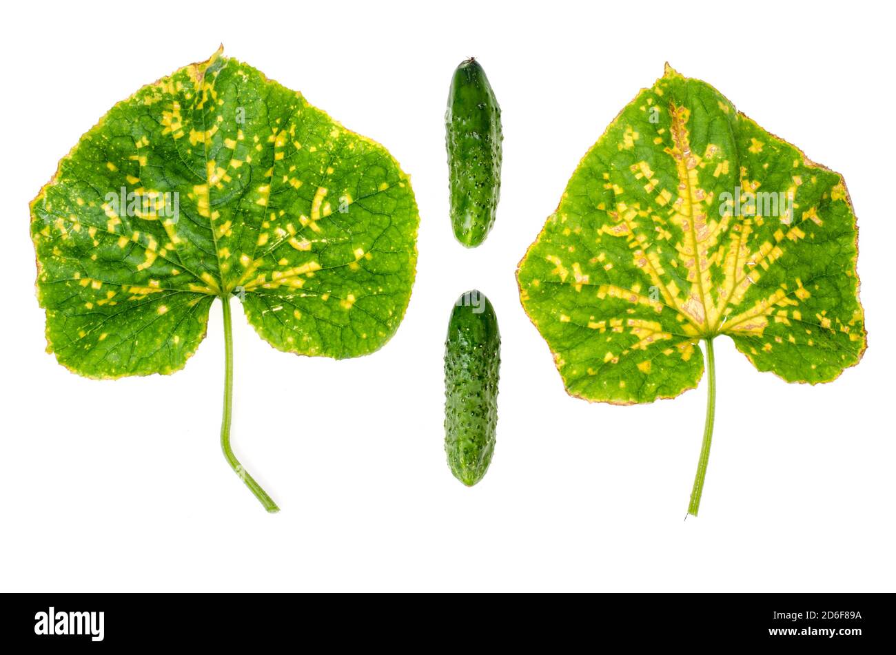 Green cucumber leaf damaged by diseases and pests. Studio Photo Stock Photo