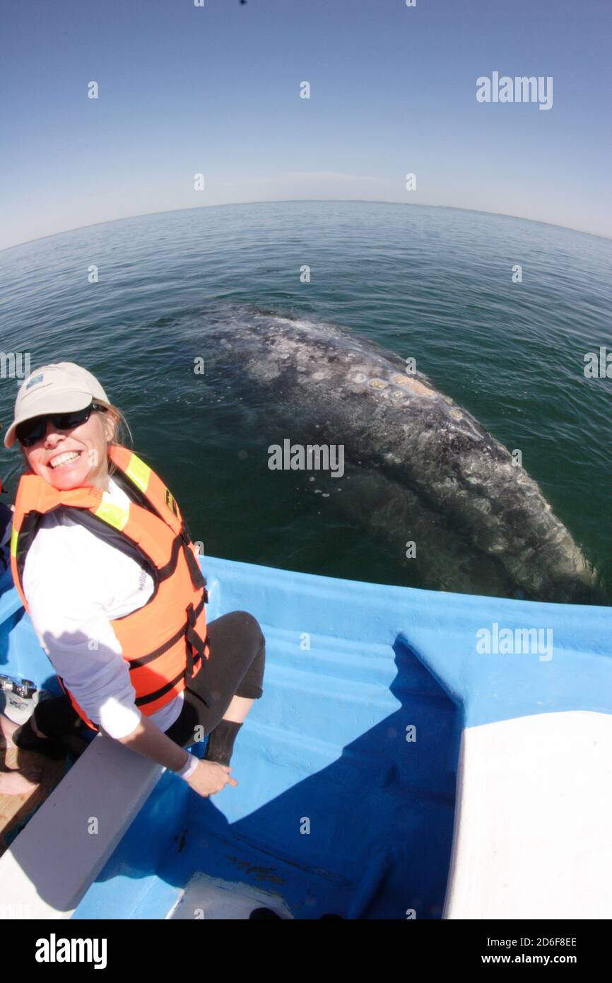 Grey Whale Encounter; Eschrichtius robustus make the longest migration of any mammal. One was recently recorded traveling 22,000km across the Pacific. Stock Photo