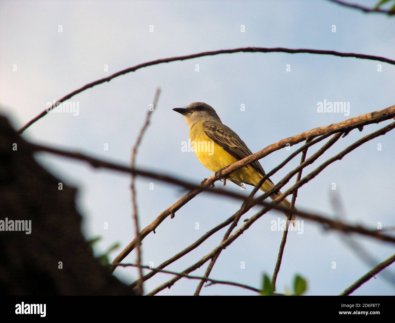 Yellow-breasted bird on thin branches with daylight in the morning Stock Photo