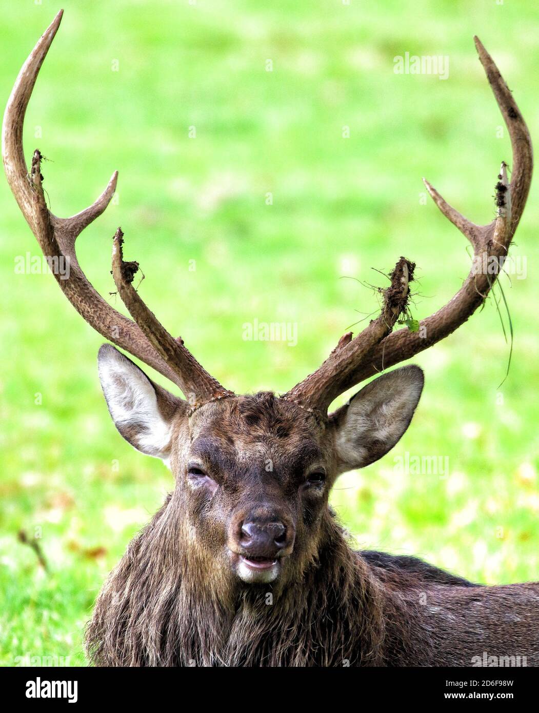 Woburn, UK. 16th Oct, 2020. Red Deer at Woburn Deer Park in Bedfordshire at the start of the rutting season. Woburn, Bedfordshire, UK. October 16th 2020 Credit: KEITH MAYHEW/Alamy Live News Stock Photo