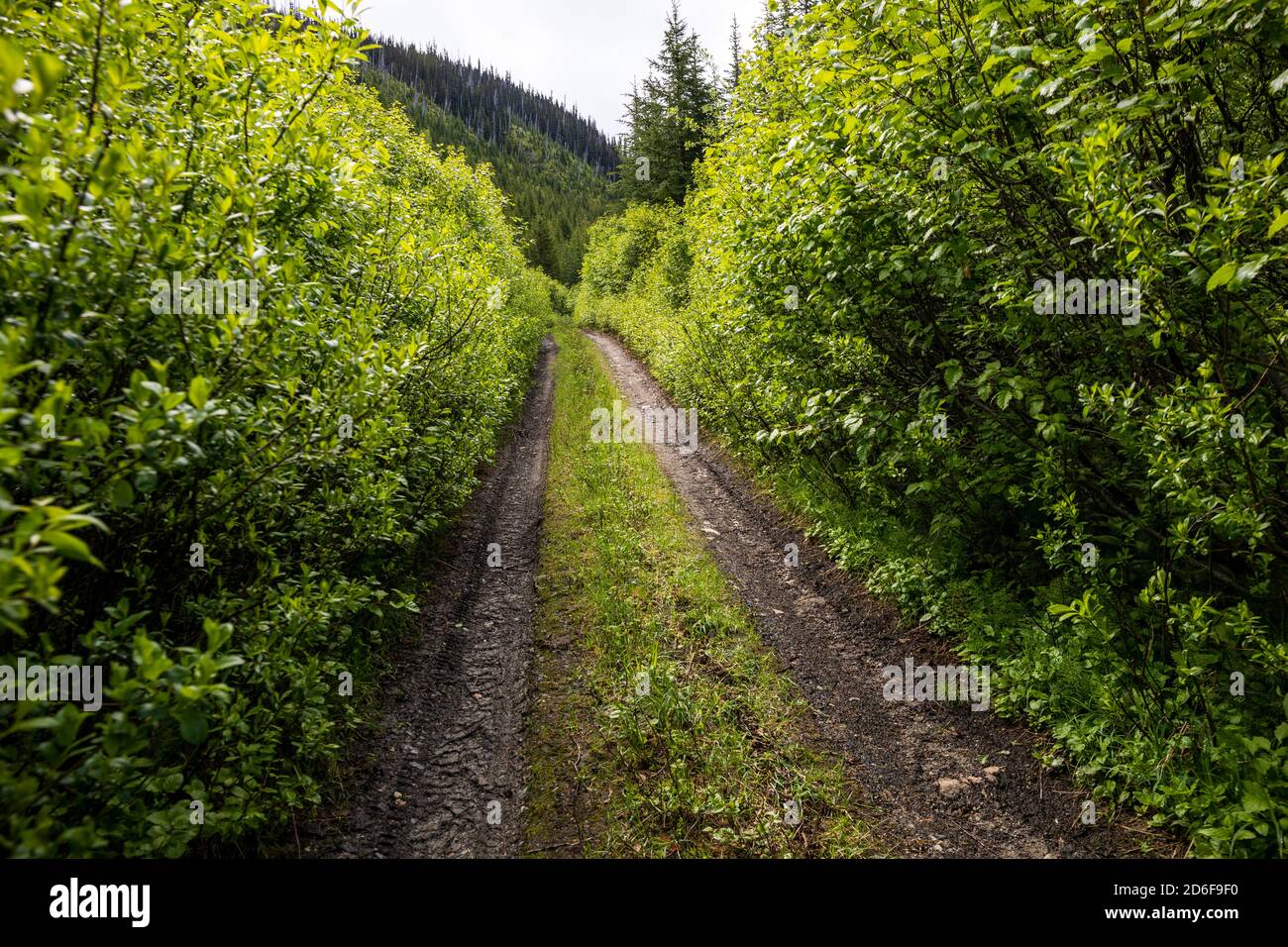 Narrow road through green forest Stock Photo