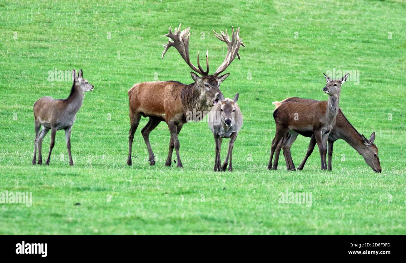 Woburn, UK. 16th Oct, 2020. Red Deer at Woburn Deer Park in Bedfordshire at the start of the rutting season. Woburn, Bedfordshire, UK. October 16th 2020 Credit: KEITH MAYHEW/Alamy Live News Stock Photo
