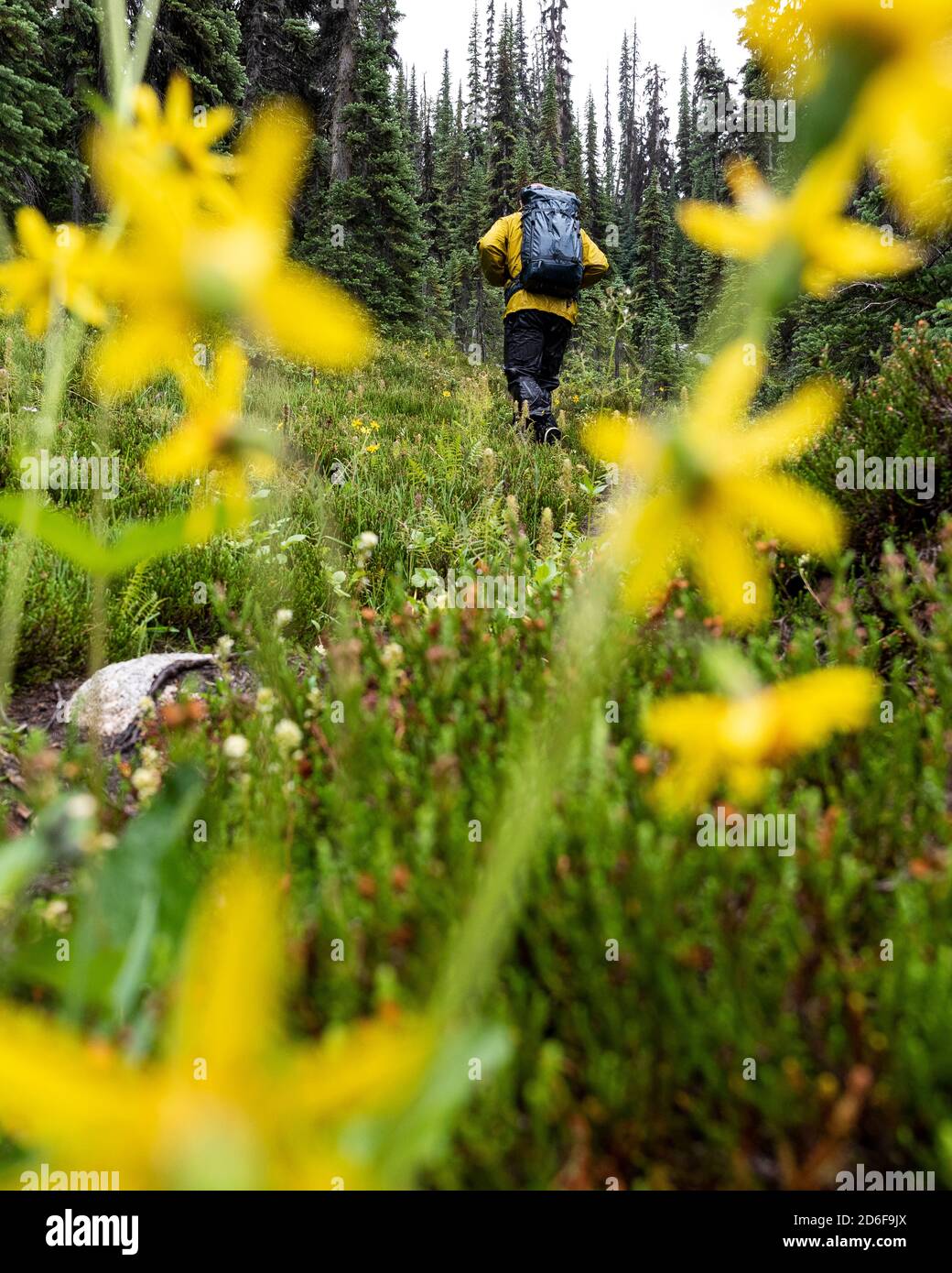 Man trekking in forest hi-res stock photography and images - Alamy