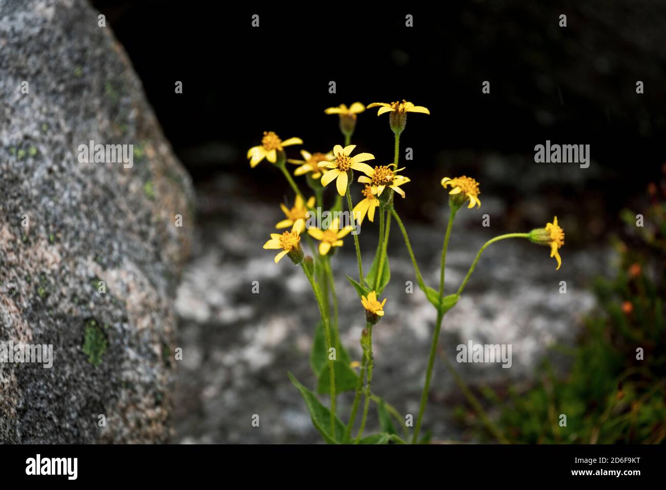 Wild rock flowers growing on hi-res stock photography and images - Alamy