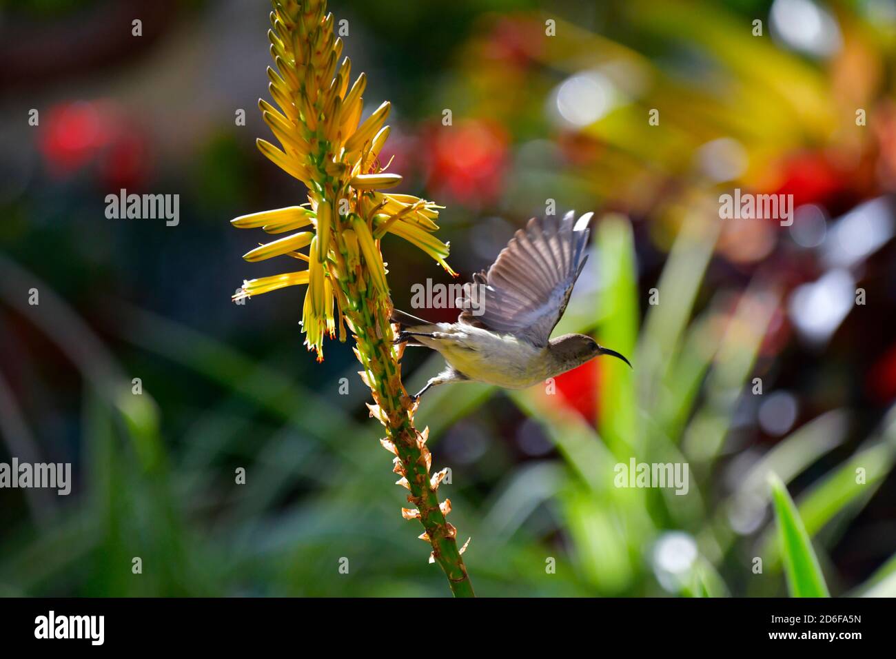 Sunbird [Cinnyris talatala] flying from flowering aloe vanbalenii Stock Photo
