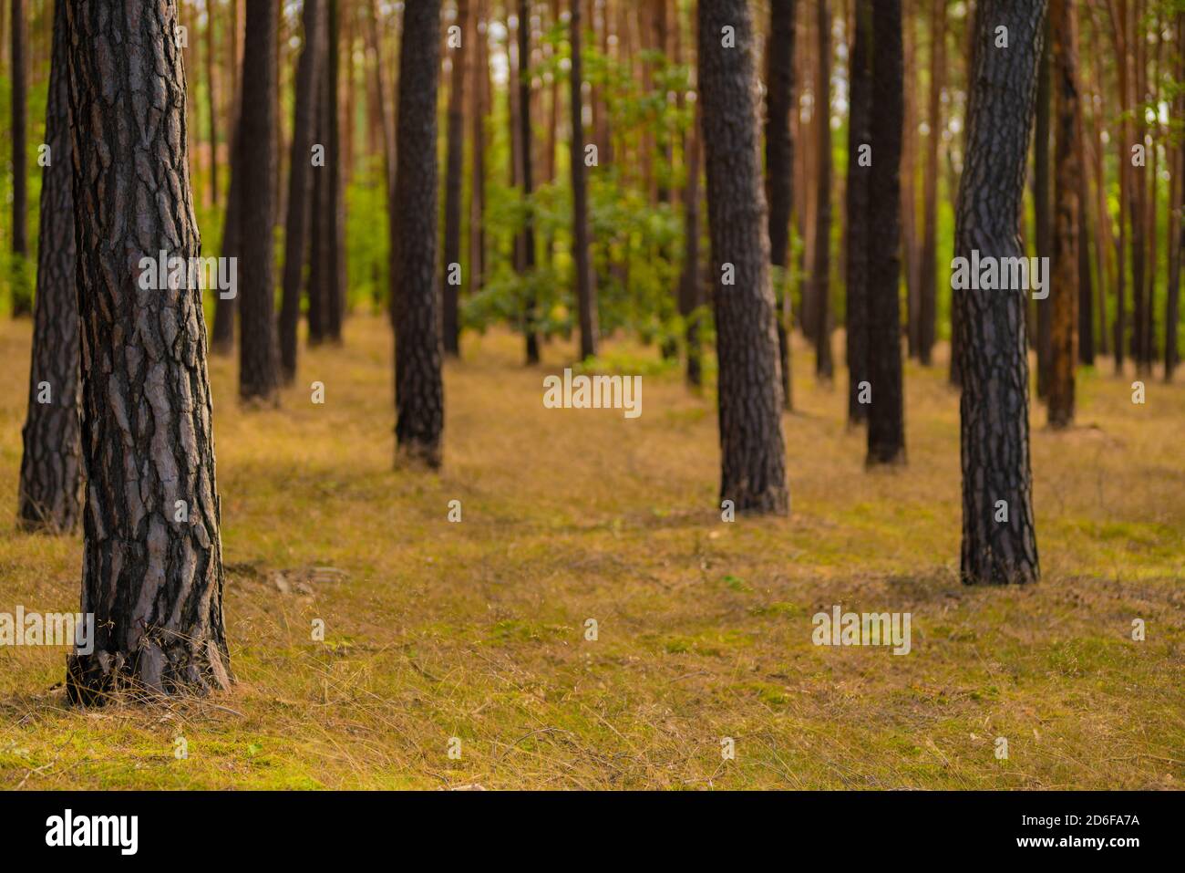 Pine forest, in the background deciduous trees, selective sharpness, sharpness in the foreground, background blurred Stock Photo