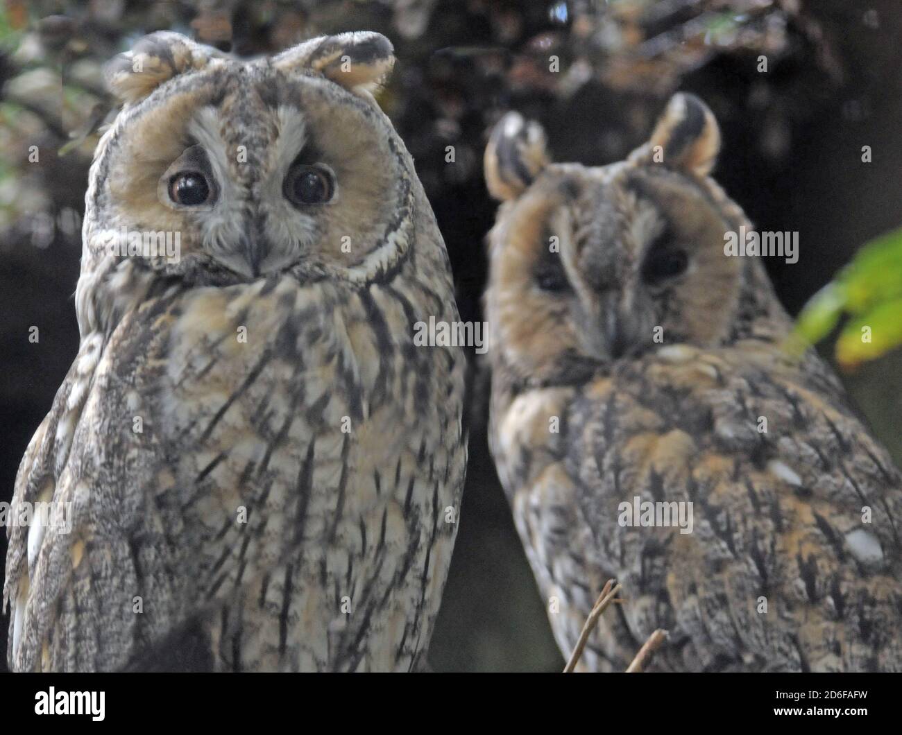 NORTHERN LONG-EARED OWLS Stock Photo