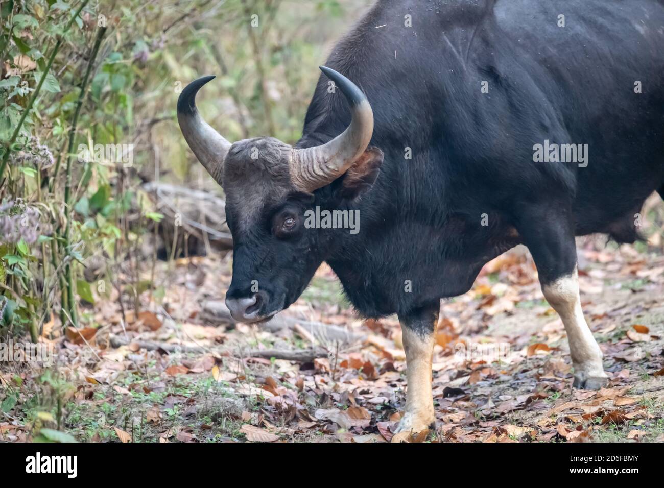 The Indian Gaur Bos Gaurus Is Classified As Vulnerable Stock Photo Alamy