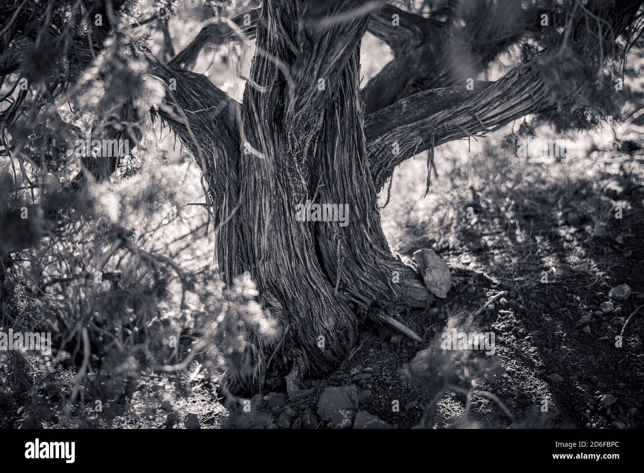 Gnarled trunk of a bristlecone pine tree in black and white Stock Photo