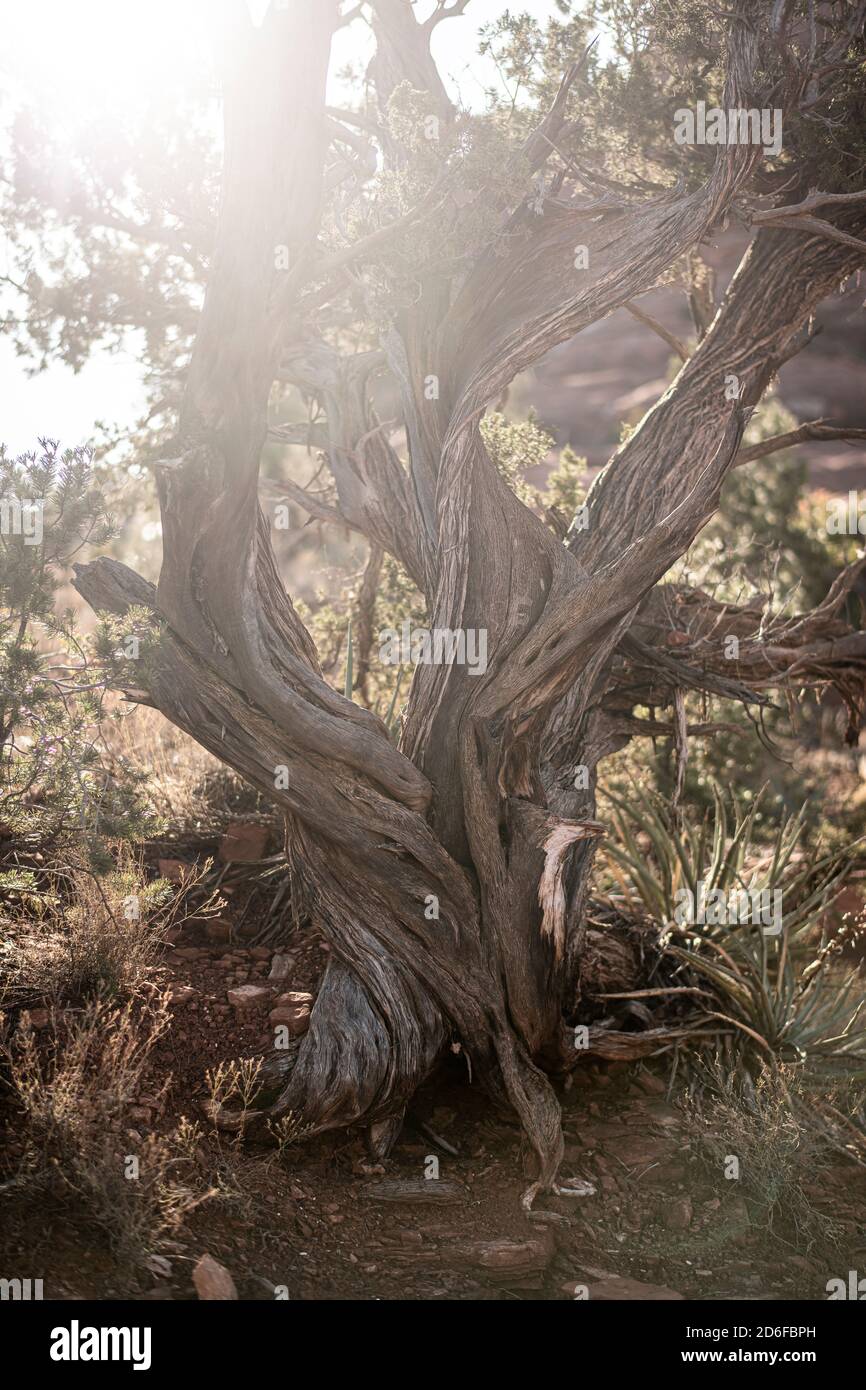 Sun flares through branches of gnarled trunk of bristlecone pine tree Stock Photo