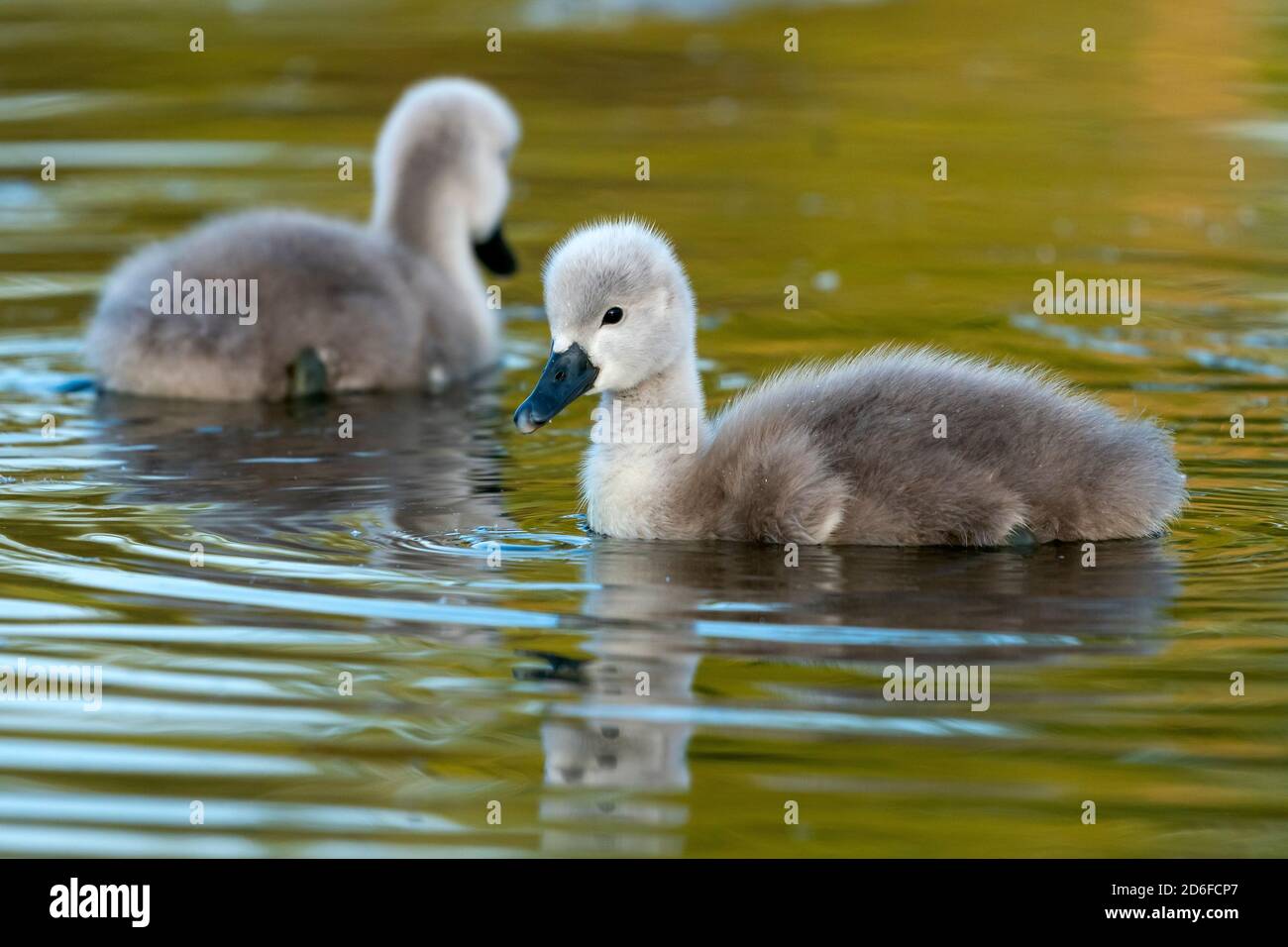 Mute swan chick (Cygnus olor), Germany, Europe Stock Photo