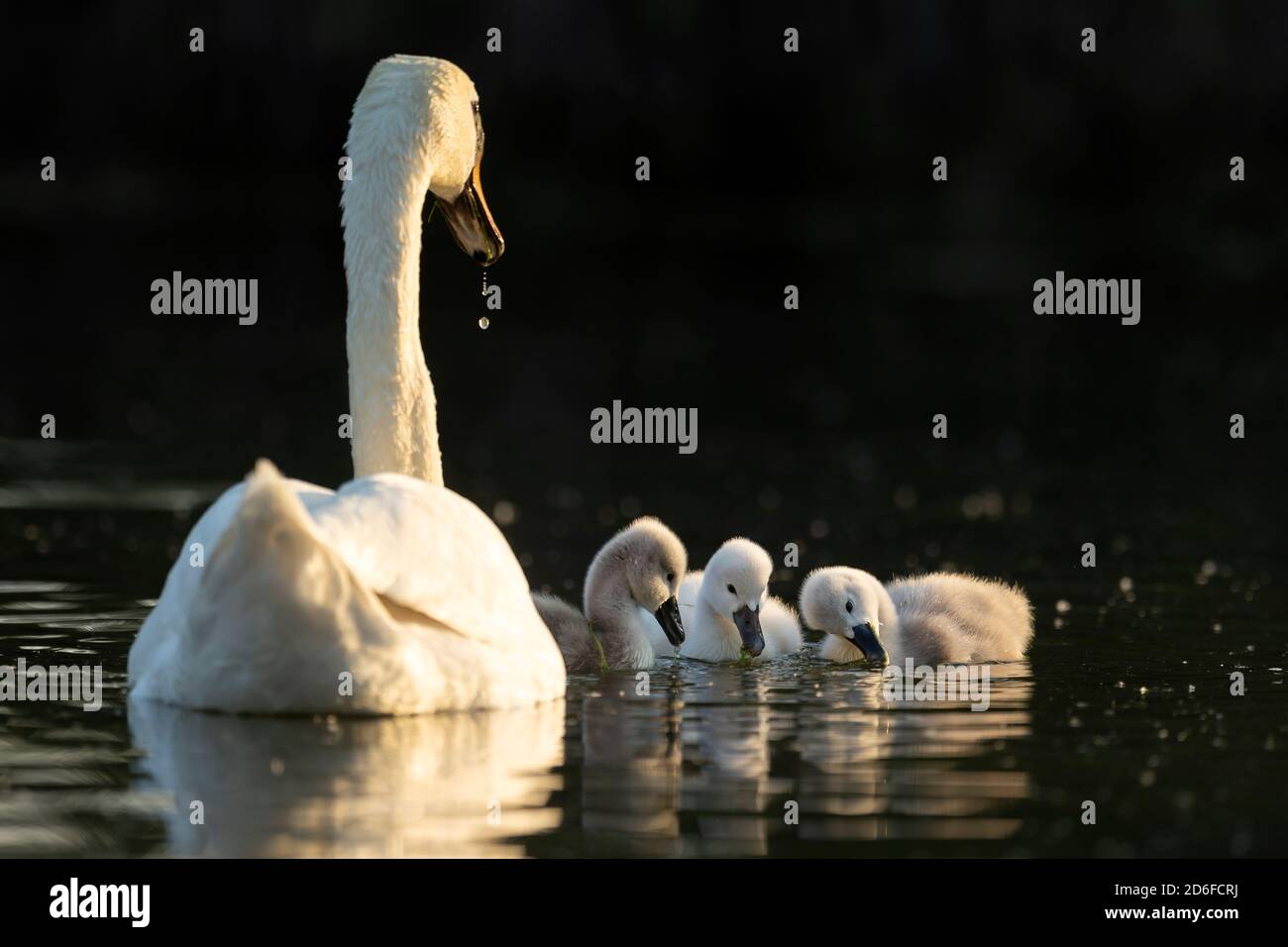 Mute swan (Cygnus olor) with chicks, Germany, Europe Stock Photo