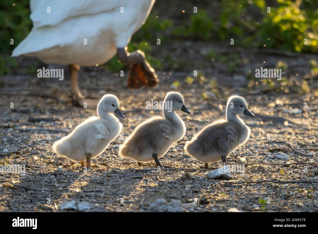 Mute swan (Cygnus olor) with chicks, Germany, Europe Stock Photo