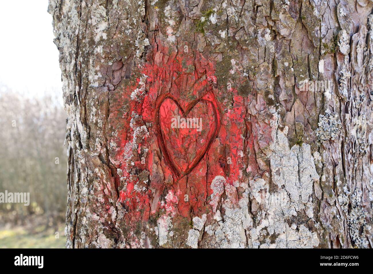 Selective focus shot of a heart carved on a tree Stock Photo