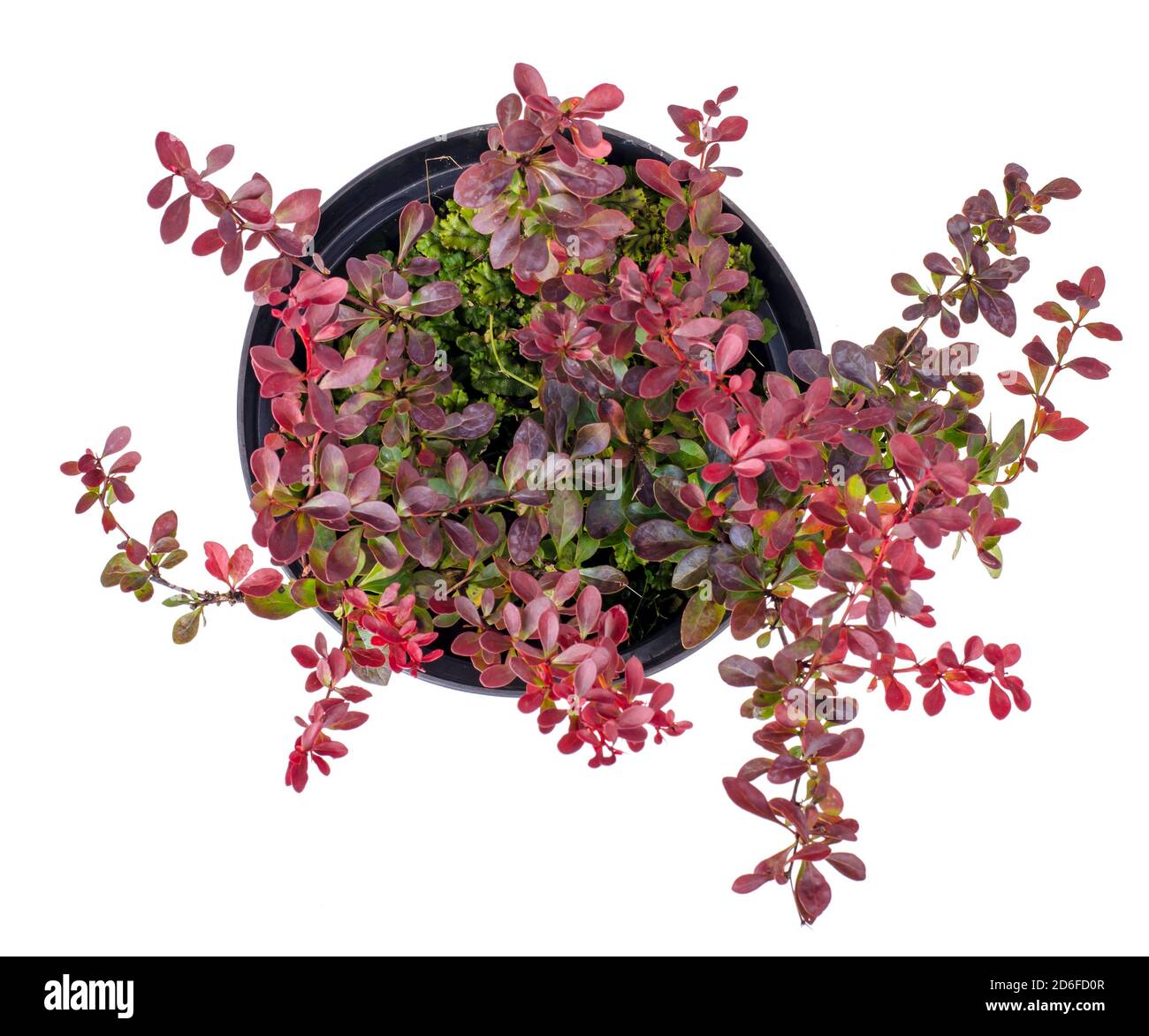 Bush of red-leaved thunberg barberry in container. Studio Photo Stock Photo
