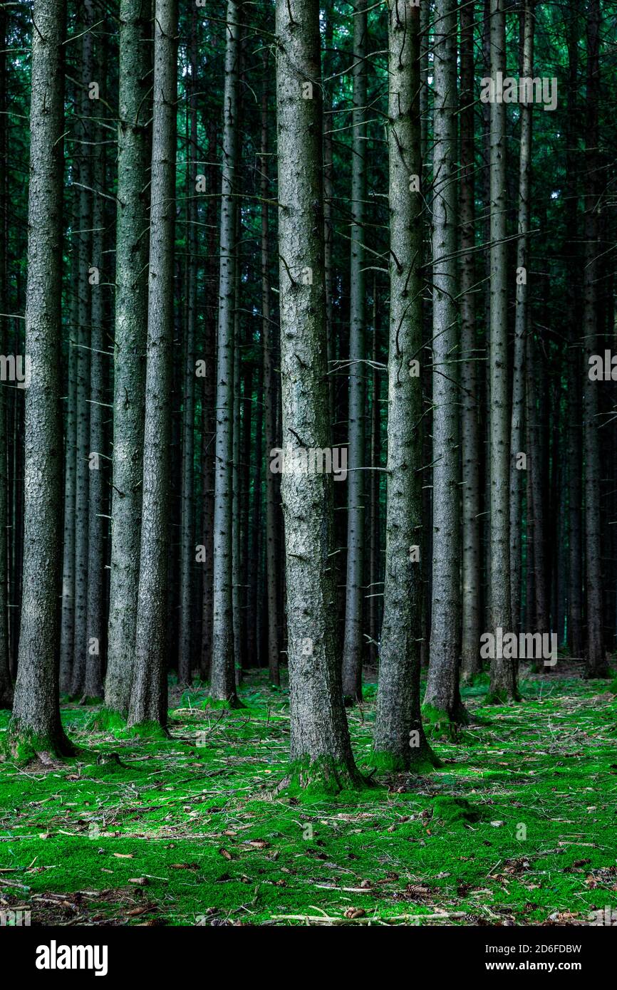 Coniferous forest floor hi-res stock photography and images - Alamy