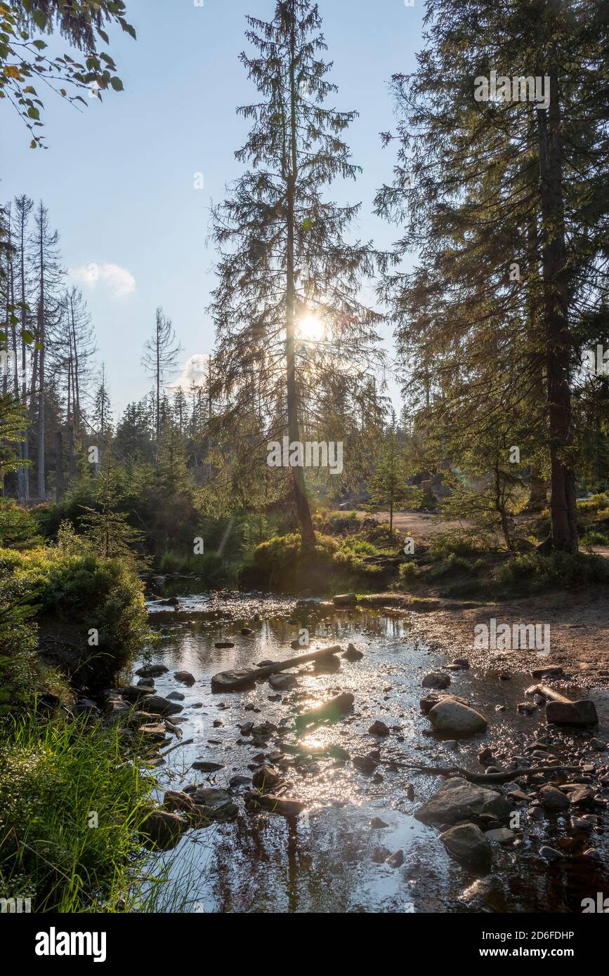 Germany, Lower Saxony, Upper Harz, Harz, Harz National Park, forest at the Oderteich dam, glaring sunlight Stock Photo