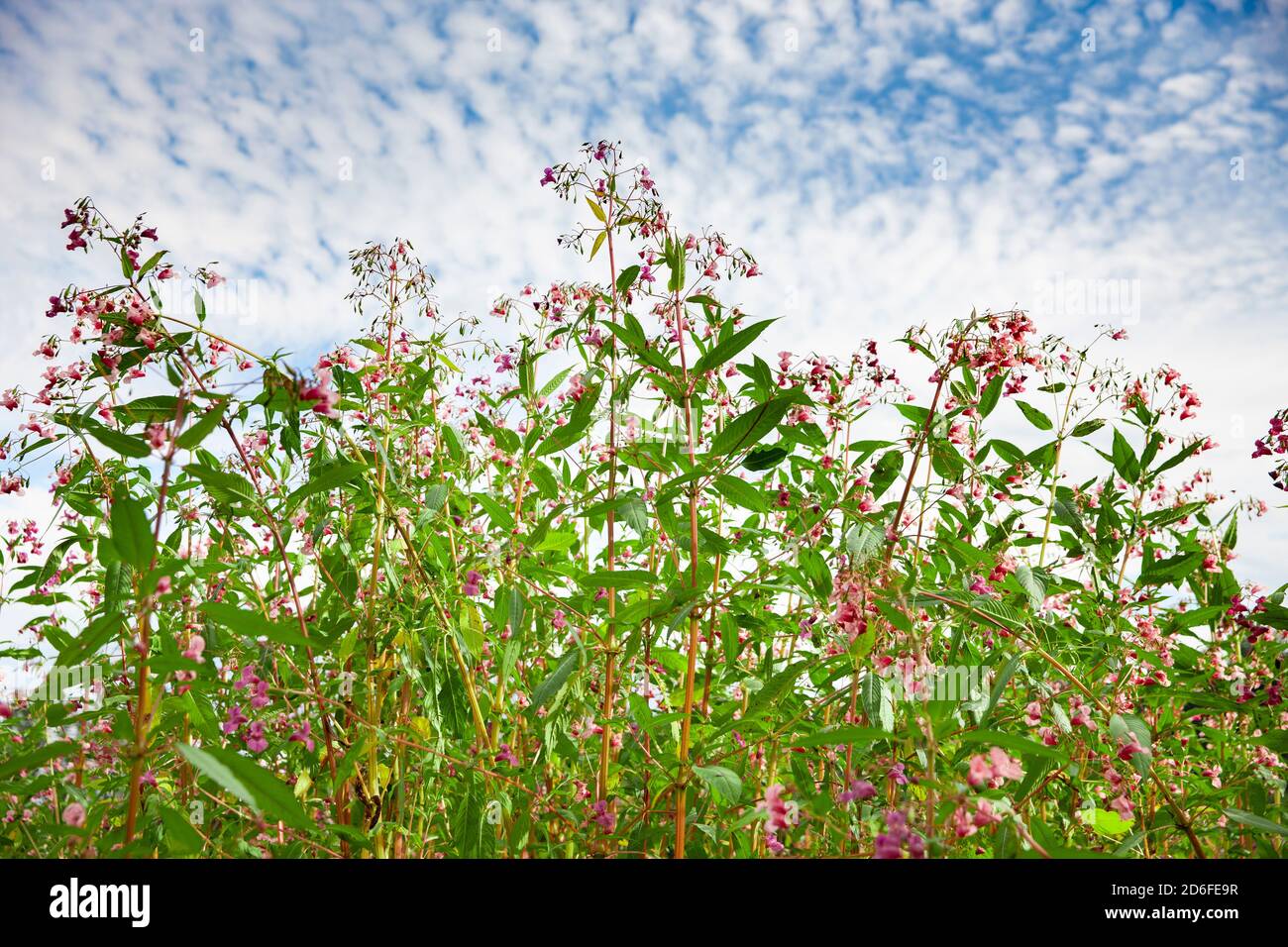 Glandular balsam Impatiens glandulifera Stock Photo