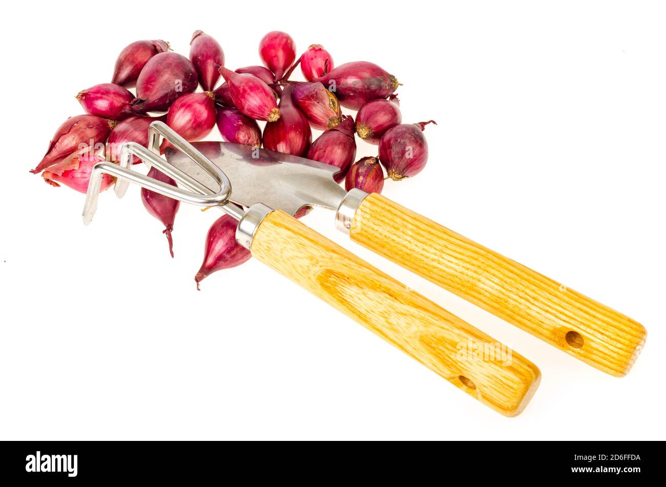 Planting red onion set hi-res stock photography and images - Alamy