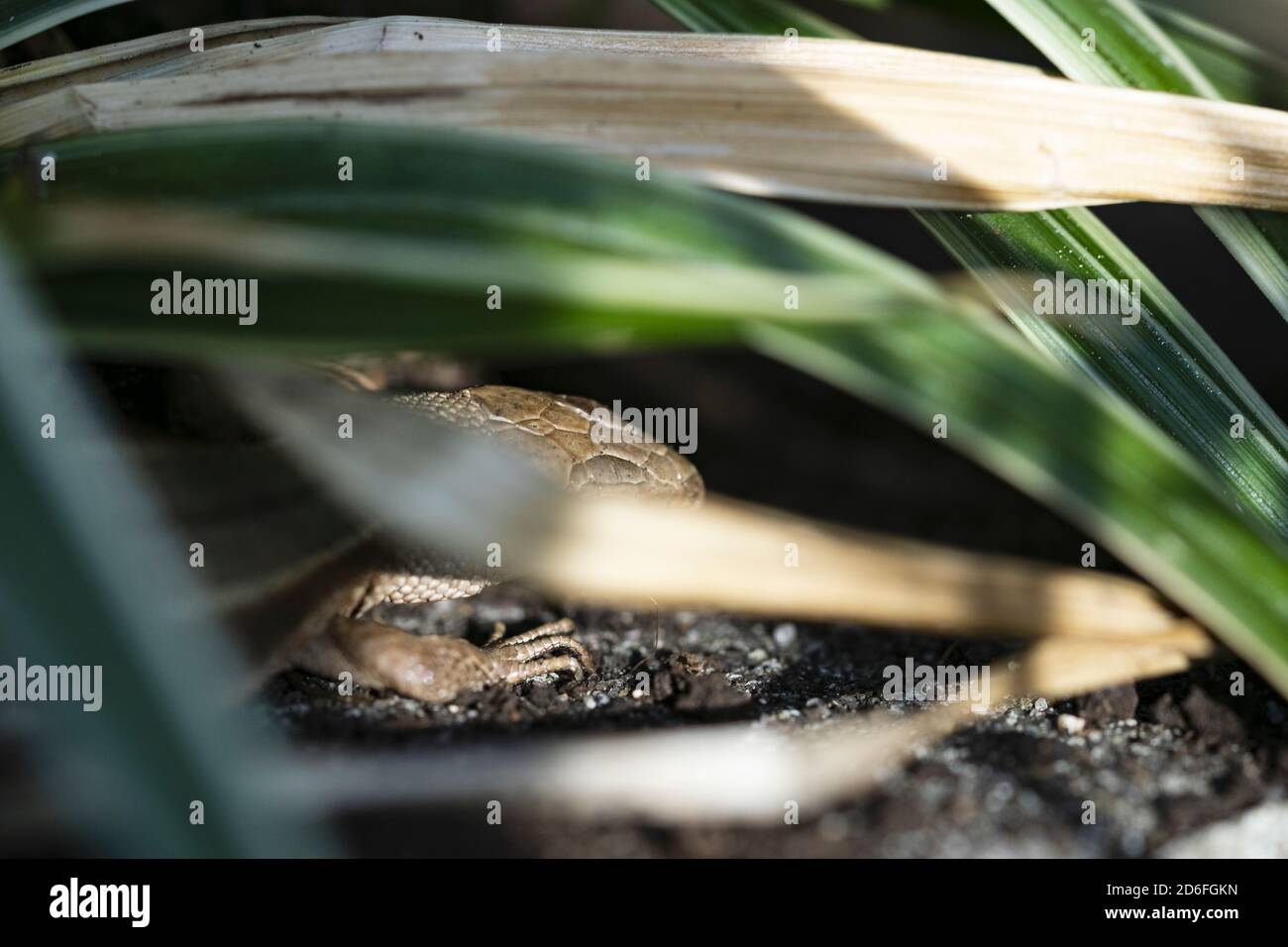 Bog fauna hi-res stock photography and images - Alamy