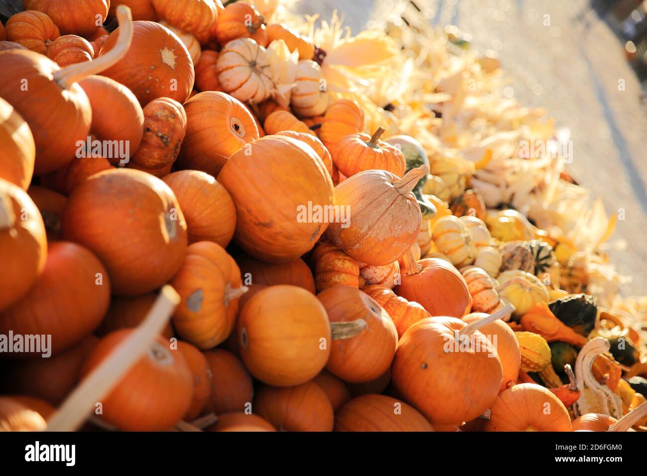 Fall Festival at Underwood Farms, Moorpark, California, USA Stock Photo