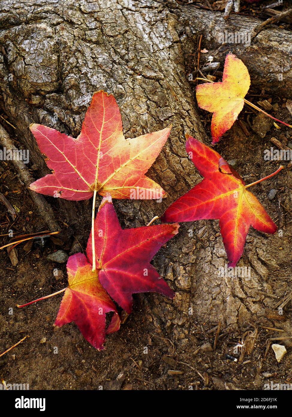 Milan autumn tree hi-res stock photography and images - Alamy