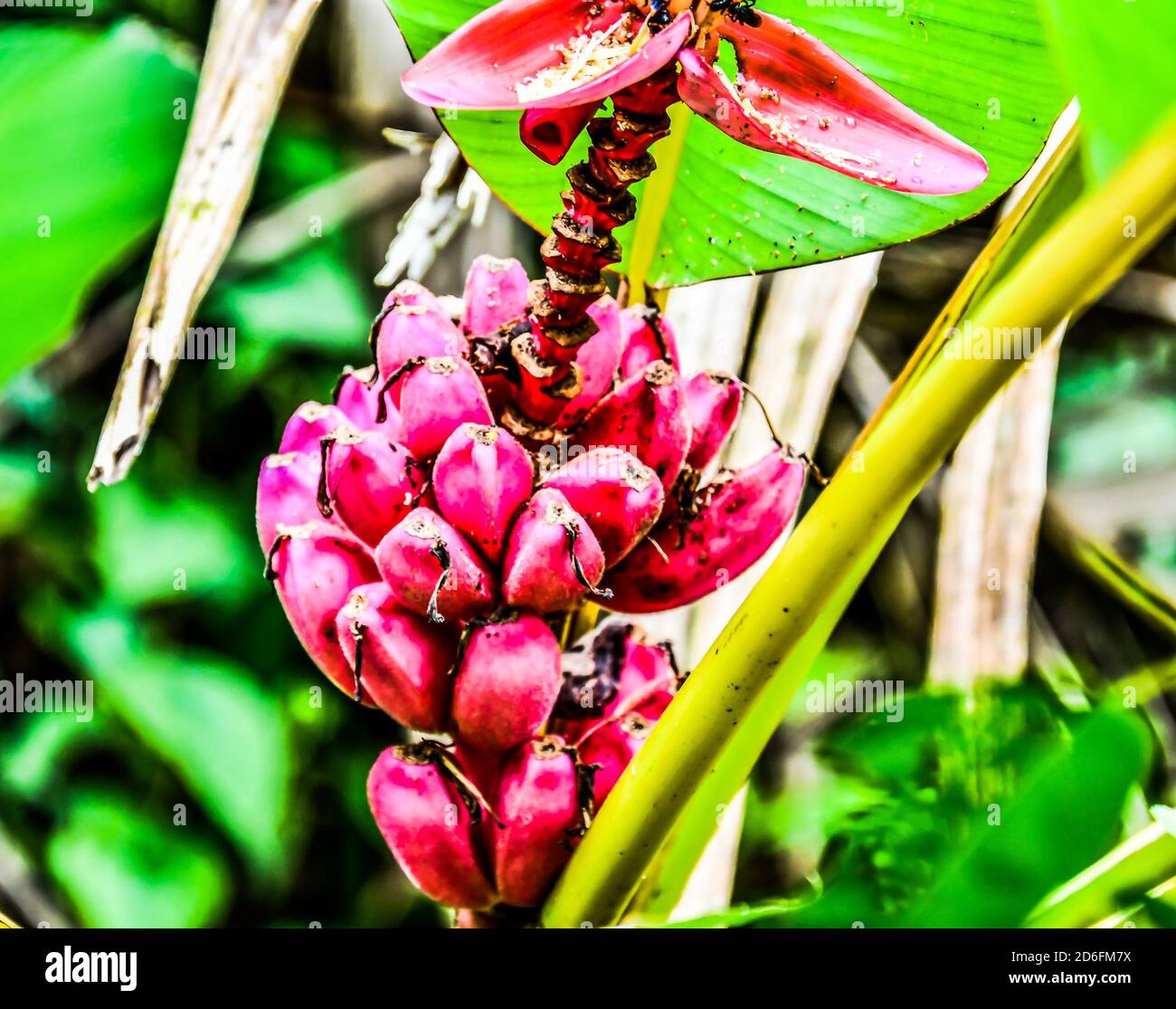 pink bananas in the jungle, in costa rica central america Stock