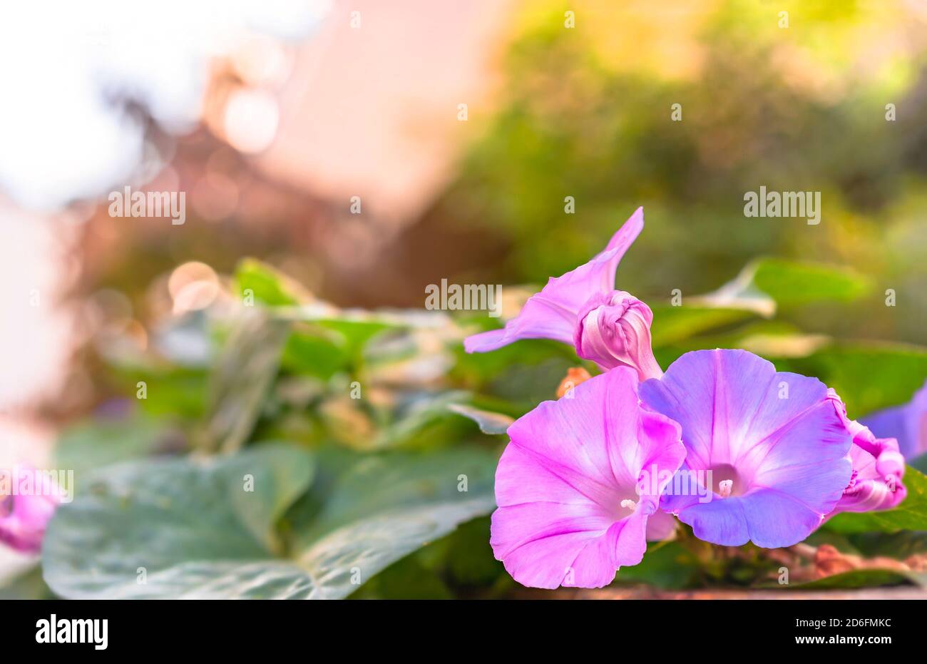 Ipomoea Nil High Resolution Stock Photography And Images Alamy
