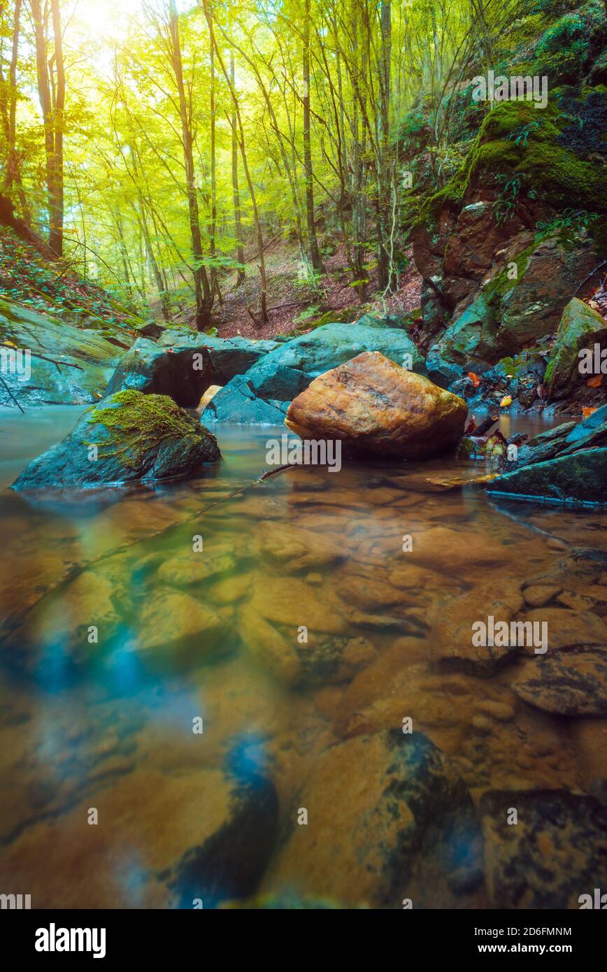 Water stream in forest hi-res stock photography and images - Alamy