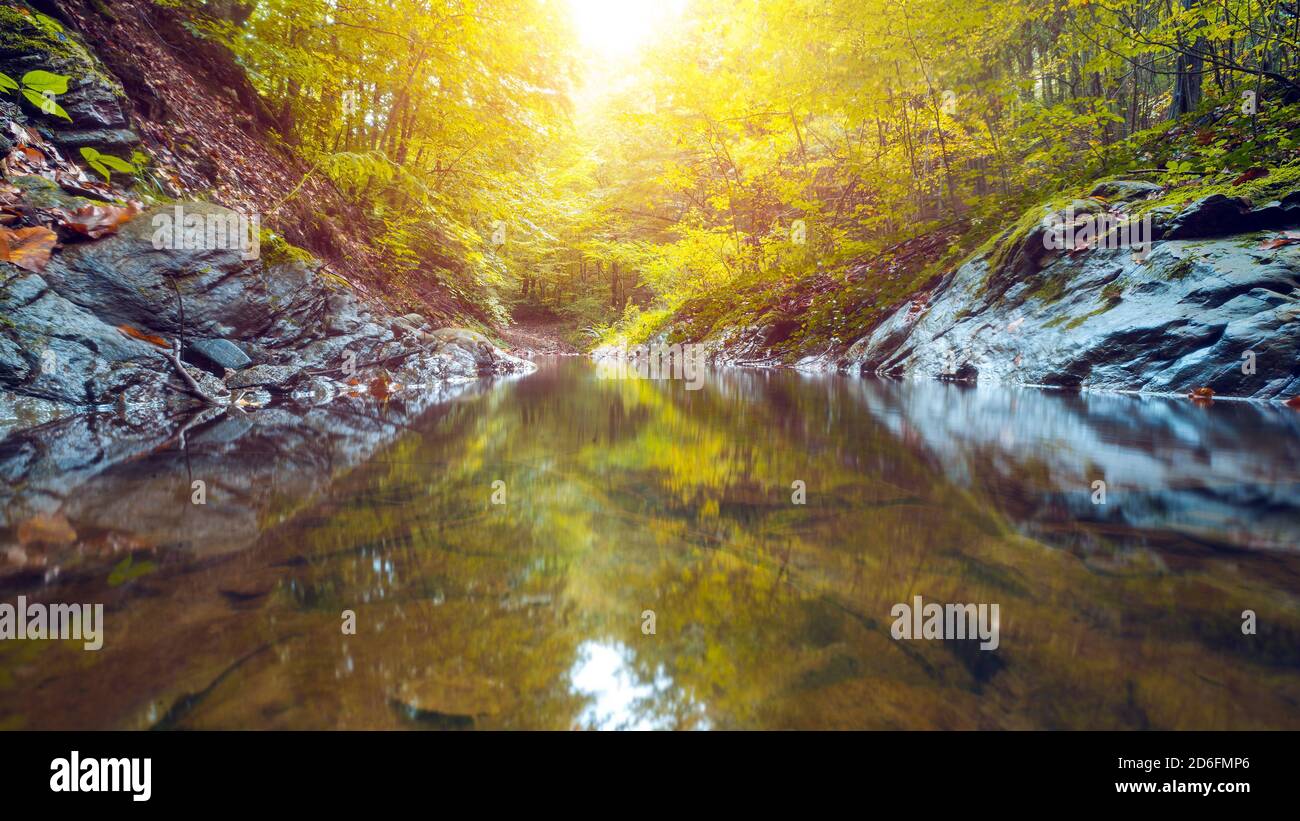 Water stream in forest hi-res stock photography and images - Alamy
